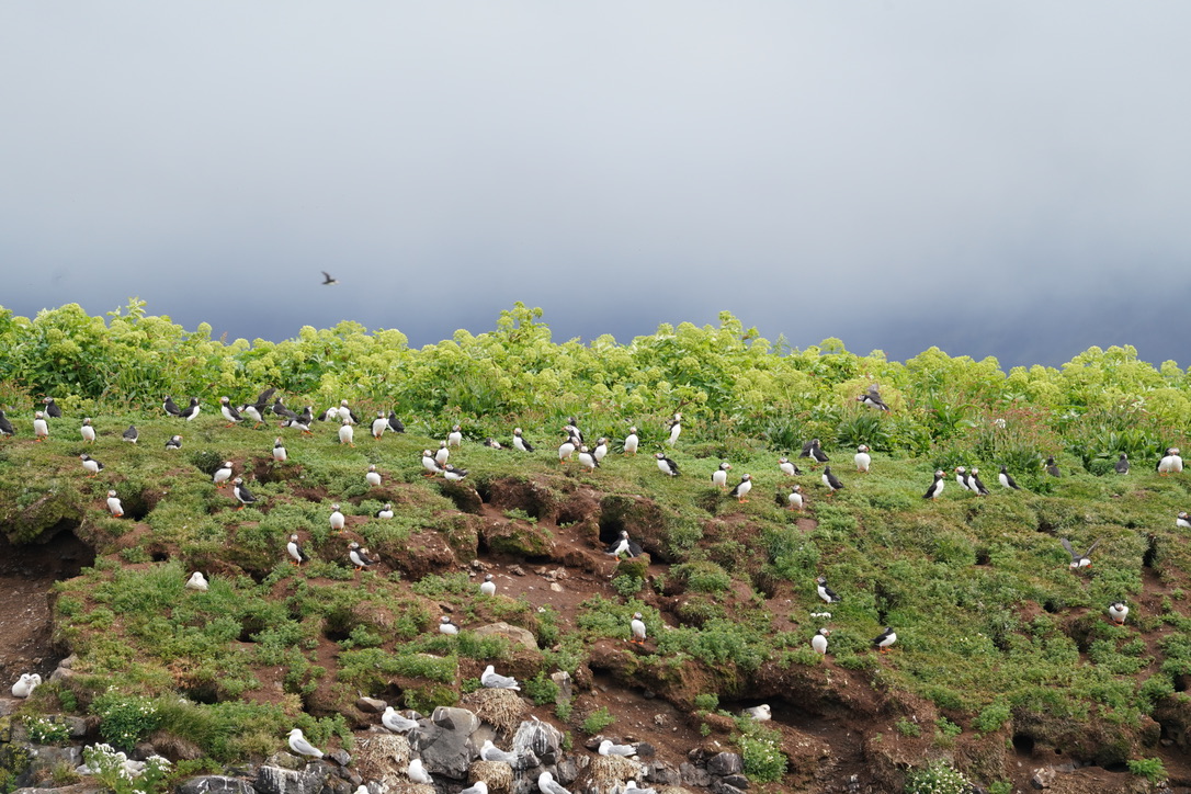 Puffins