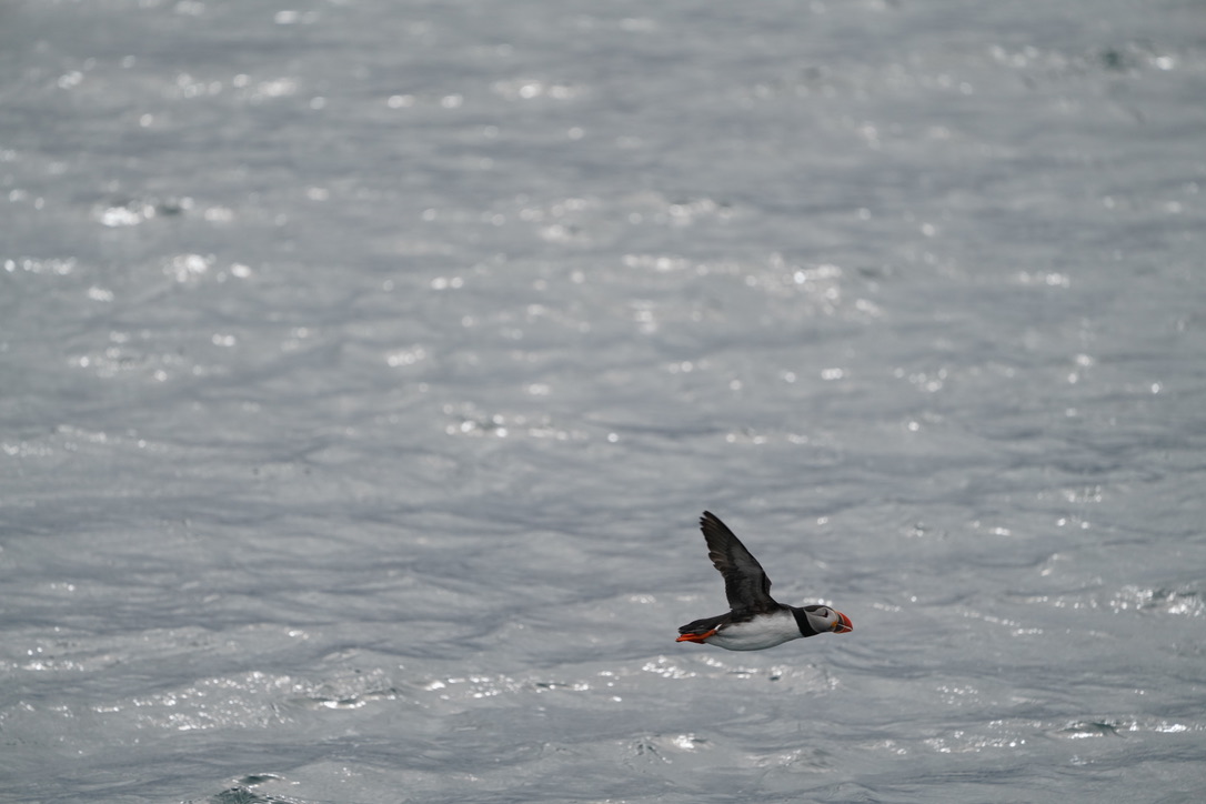 Puffin