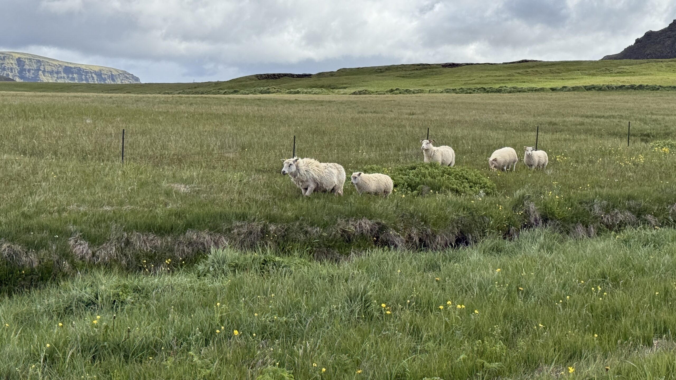 Sheep