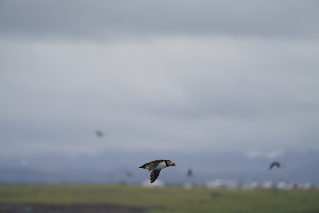 Puffin