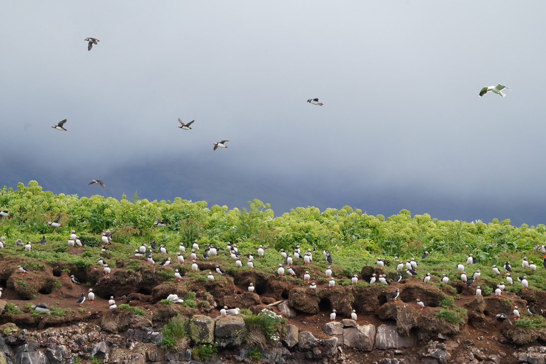 Puffins