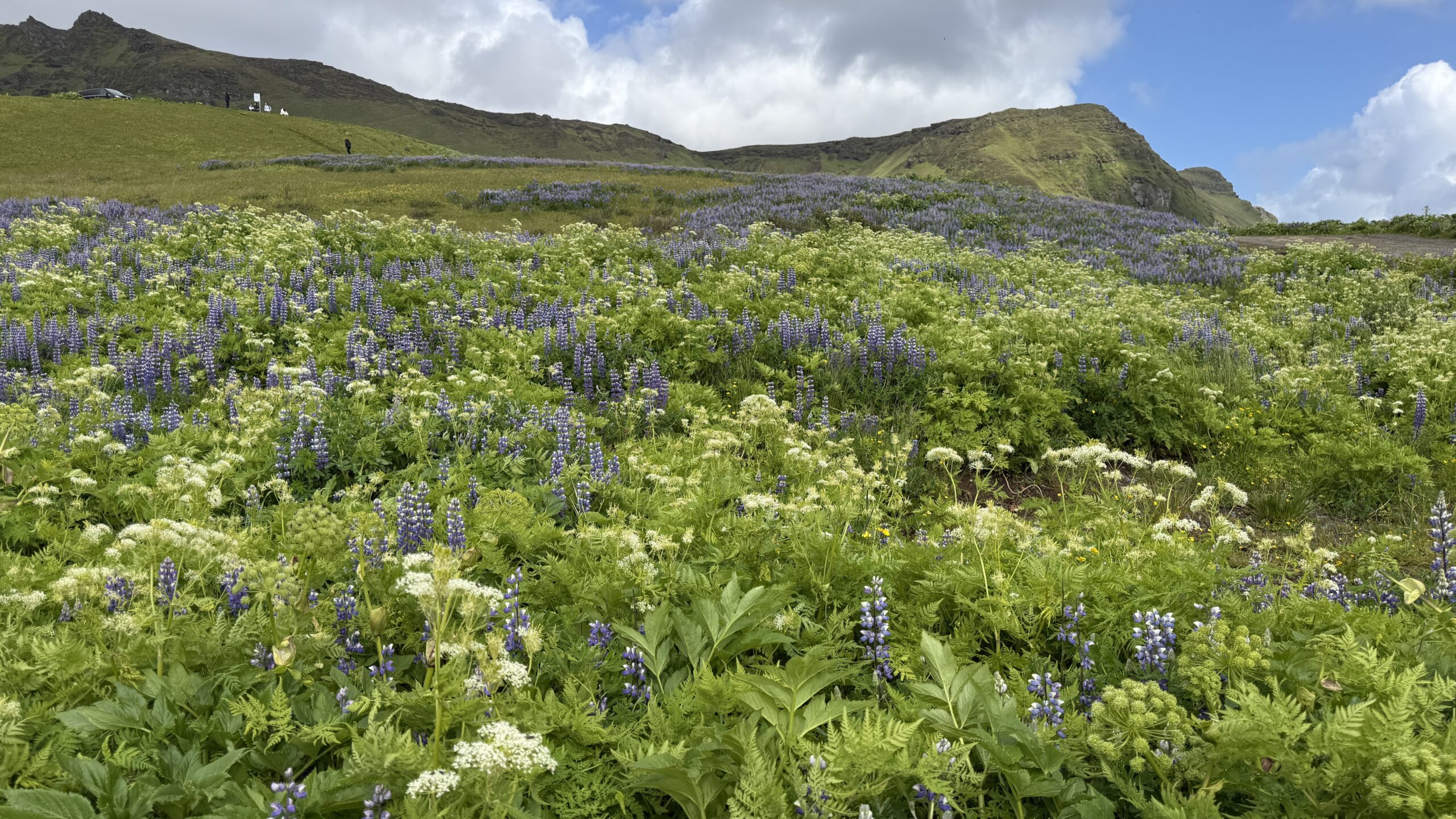 Lupina in Vík