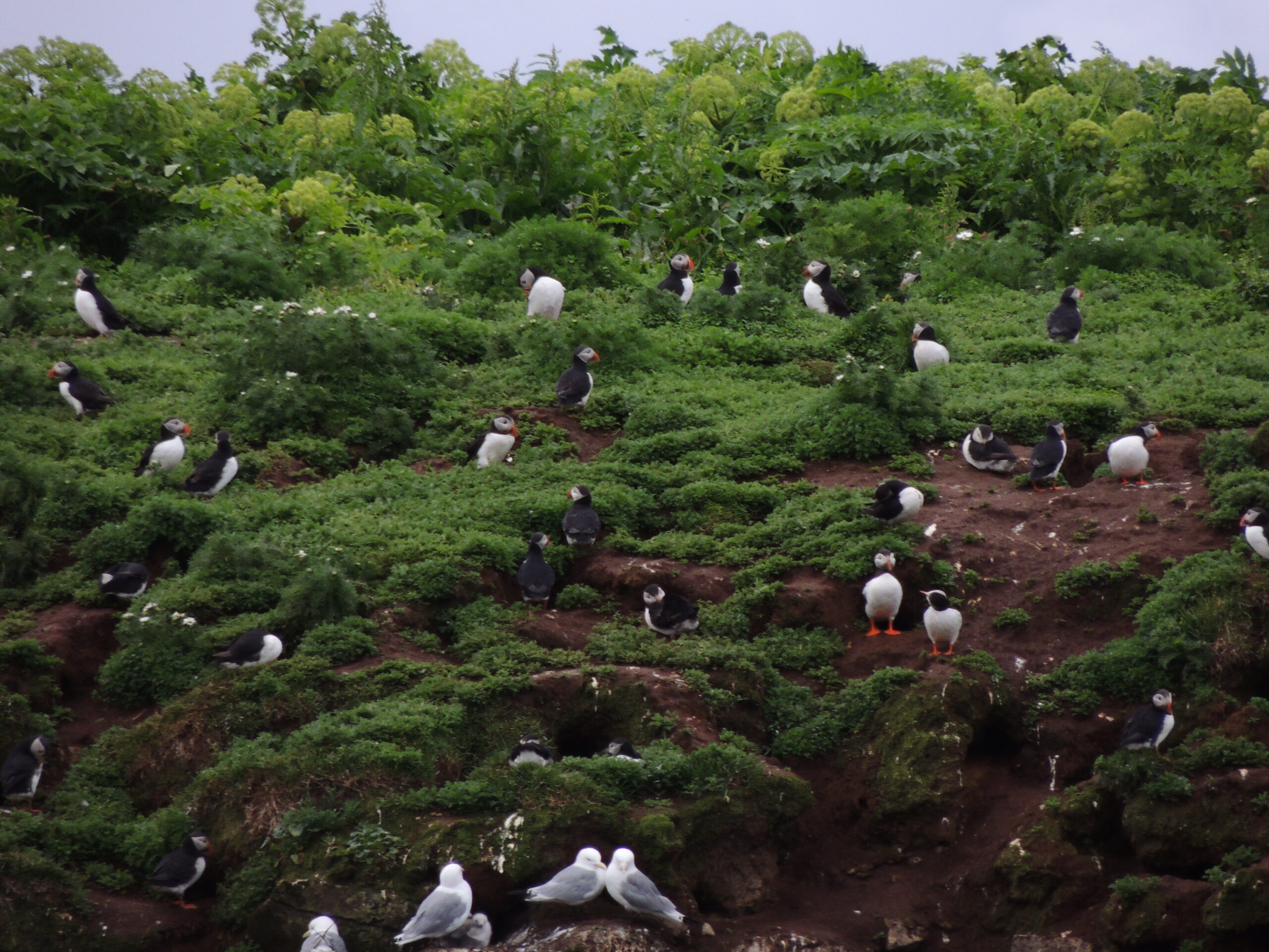 Puffins