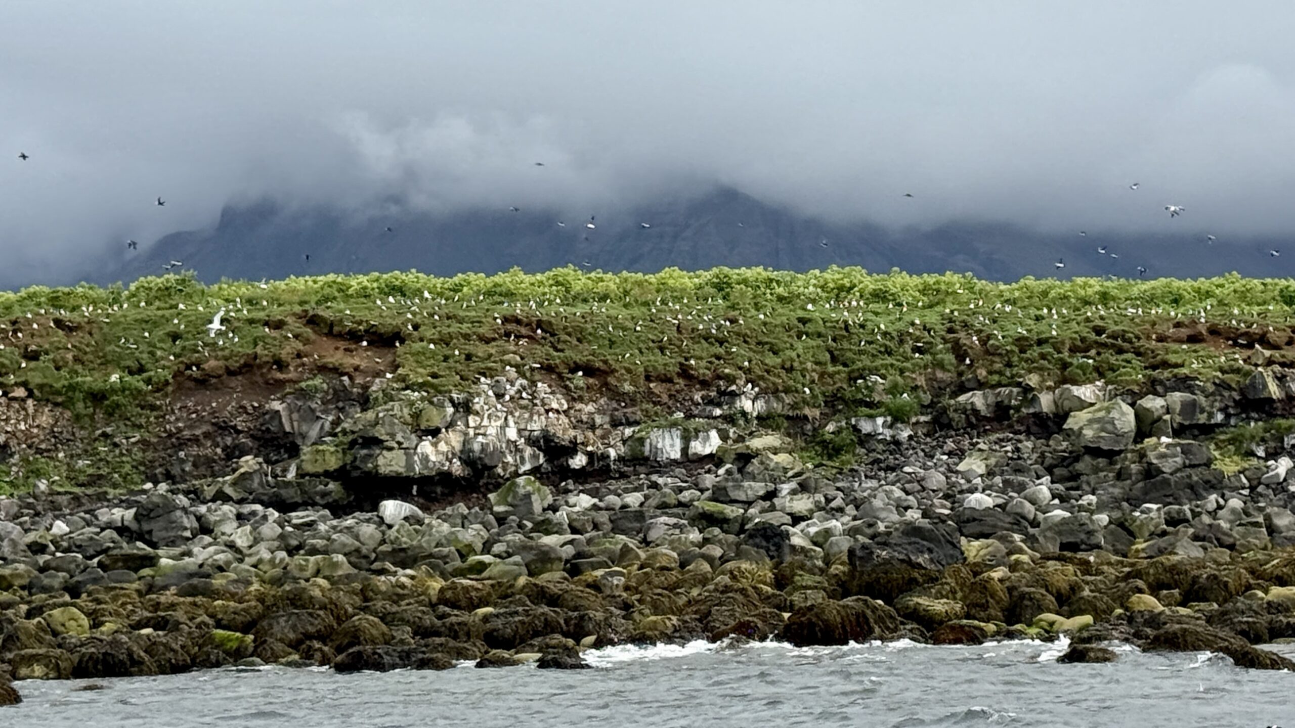 Puffins!