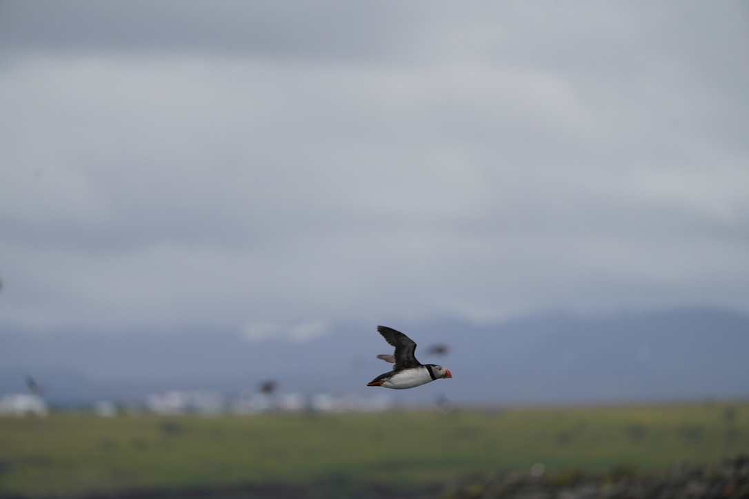 Puffin
